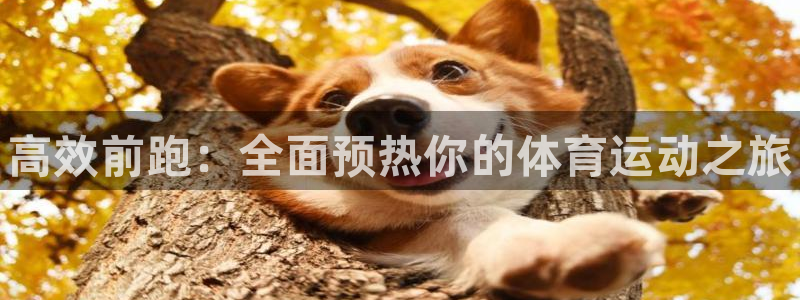 尊龙官方正版app神州：高效前跑：全面预热你的体育运