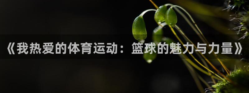 尊龙官方正版app代理