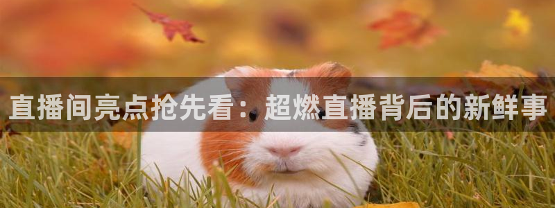 山猫体育直播节目表：直播间亮点抢先看：超燃直播背后的新鲜事